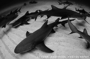 Sharknado!!! by Steven Anderson 